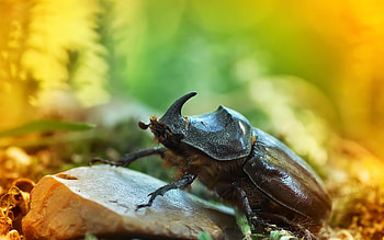 Beetle (Animals), Bug , Bug , VW bug HD wallpaper