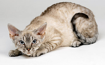 Animals, Cats HD wallpaper