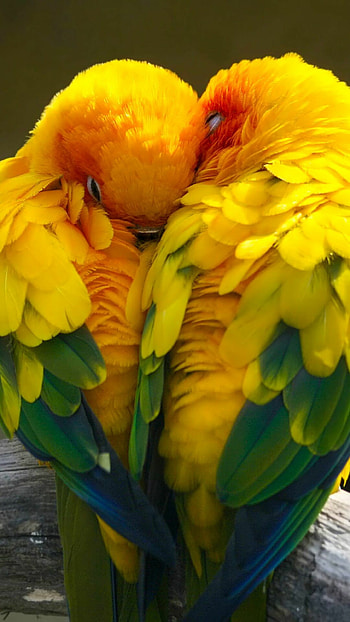 Sun parakeet, Birds HD phone wallpaper