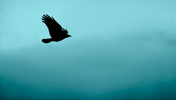 Silhouette, Bird, Minimalism, Flight HD wallpaper