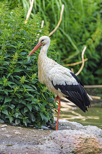 Beak, Animals, Stones, Bush, Bird, Stork HD phone wallpaper