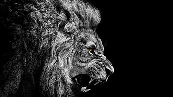 Lion HD wallpaper