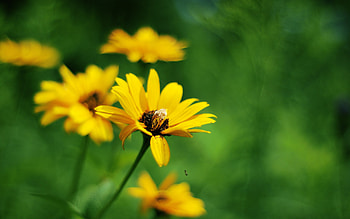 Yellow Summer Flowers, yellow, flowers HD wallpaper