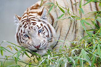 Animals, Branch, Big Cat, Tiger, Bamboo, White Tiger HD wallpaper