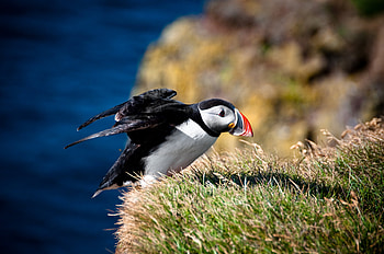 Animals, Grass, Bird, Takeoff, Dead End, Cul-De-Sac HD wallpaper