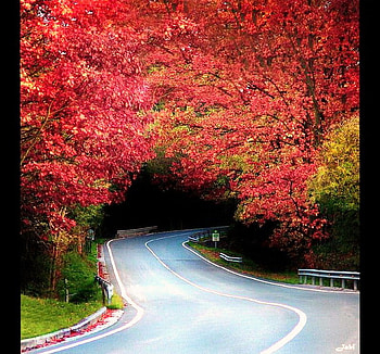 Through the arch, curved, trees, archway, autumn, highway, red and gold leaves HD wallpaper