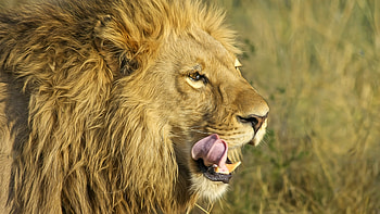 Muzzle, fur, predator, lion HD wallpaper