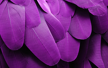 Purple feathers, feather, purple, summer, texture, parrot, vara HD wallpaper