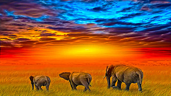 African sunset, blue, african, natural, graphy, beauty, africa, elephants, family, animals, group, red, nature, sky, , three, sunset HD wallpaper
