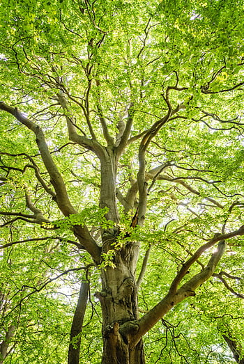 Bright green foliage of a large tree with sunlit branches and vibrant leaves. HD phone wallpaper