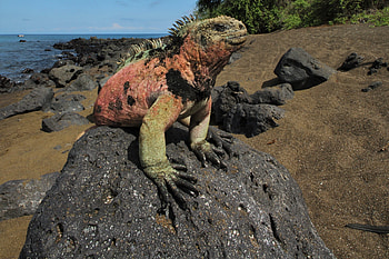 Galapagos Islands, San Cristobal Island, Galapagos travel, HC8AR HD wallpaper