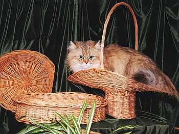 Playing in baskets, sweet, animal, kitten, basket, cat HD wallpaper