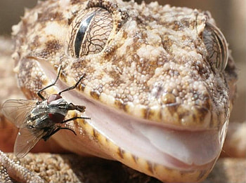 Hello Breakfast!, fly, reptile, food, lizard HD wallpaper