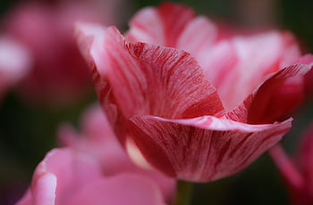 A stunning close-up of a delicate pink tulip blossom with soft petals. Perfect for nature lovers. HD wallpaper