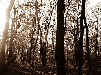 Forest, trees, nature, green HD wallpaper