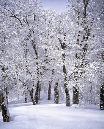 Explore a serene snow-covered forest in winter, showcasing frosty trees and a white landscape. HD phone wallpaper