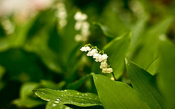 Lily of the Valley, flower, Floral elegance, Nature's art HD wallpaper