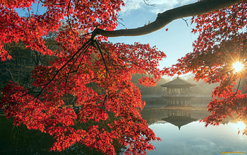 Lake in Nara, Japan, autumn, gazebo, tree, lake, Japan HD wallpaper