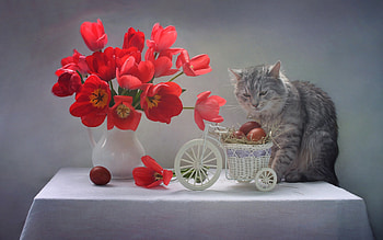 Happy Easter!, cat, tulips, Easter, eggs HD wallpaper