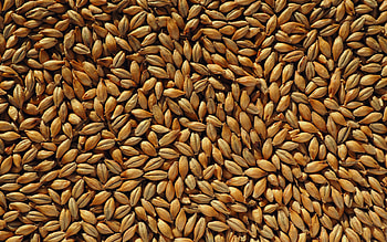 Malt, Grains HD wallpaper