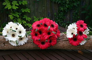 Flowers, Bouquets, Gerberas, Log HD wallpaper