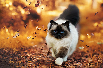 Himalayan, Cats HD wallpaper