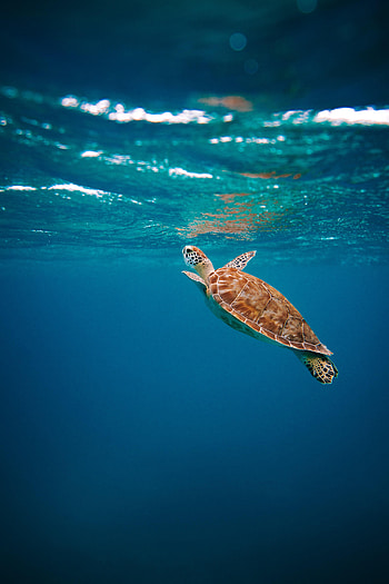 Animals, Water, Underwater World, Carapace, Shell, Turtle HD phone wallpaper
