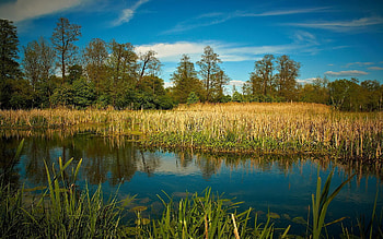Landscape, Nature, Lake, Forest, Vegetation HD wallpaper