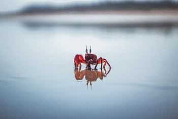 Close-up of a red crab at the seashore reflecting in calm water. HD wallpaper