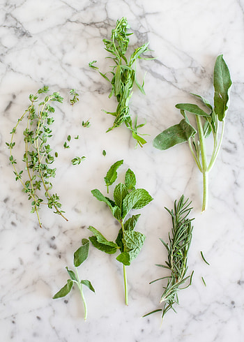 Tarragon herb, Herb stripping techniques, Herb stems, Kitchn HD phone wallpaper