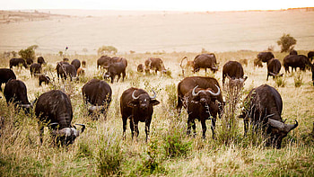 Cape buffalo, Maasai Mara Reserve, East Africa HD wallpaper