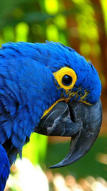 Glaucous, Glaucous Macaw HD phone wallpaper
