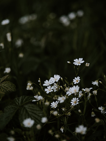 Flowers, Bloom, Flowering, Polyana, Glade, Star, Zvezdchatka HD phone wallpaper