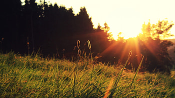 sun, light, blades, beams, decline, field, foreground HD wallpaper