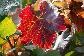 Nature, Autumn, Grapes, Branches, Sheet, Leaf HD wallpaper