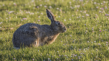 Hare species, Mammal diversity, PBO site, Nature's beauty HD wallpaper