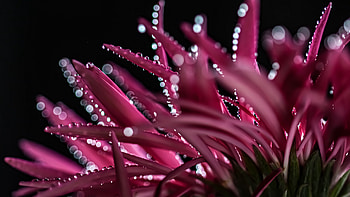 Pink Flower Petals With Water Drops Bokeh Dark Background graphy graphy HD wallpaper