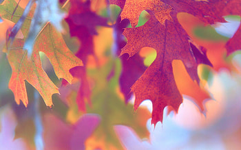 Leaves, Plant, Macro, Light, Wood, Tree, Light Coloured HD wallpaper