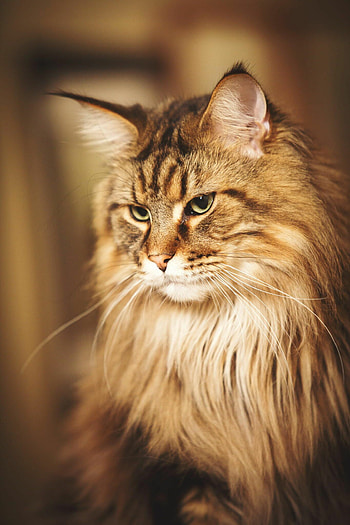 Chrissy Bapfel's work, Artistic profile, Pinterest showcase, Maine Coon fascination HD phone wallpaper