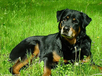 MY NAME IS ELLEN, dog, loveable, big, strong HD wallpaper