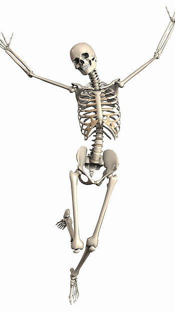 Skeleton, Human, Body HD phone wallpaper