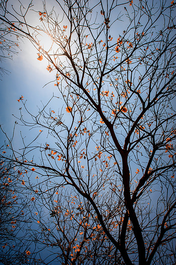 Nature, Flowers, Sky, Leaves, Wood, Tree, Branches HD phone wallpaper