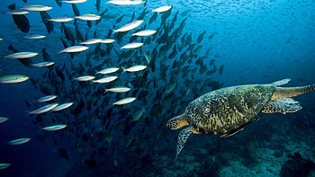 Preview turtle, underwater, swim, fish, sea, ocean HD wallpaper