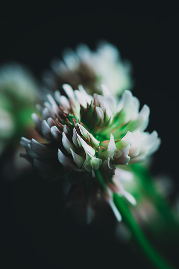 Flower, Macro, Close-Up, Clover, Inflorescence HD phone wallpaper