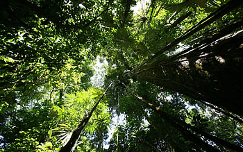 Beautiful rainforest , & tablet exclusive, Tropical bliss, Nature's art HD wallpaper