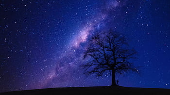 A captivating view of the starry night sky highlighting the Milky Way with a lone tree silhouette. HD wallpaper