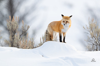 Fox Winter , fox, winter, animals, snow HD wallpaper