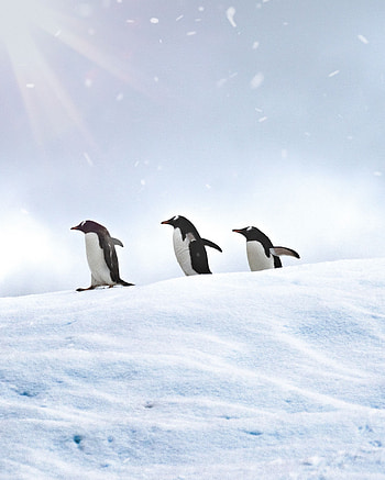 Animals, Birds, Pinguins, Snow, Stroll HD phone wallpaper