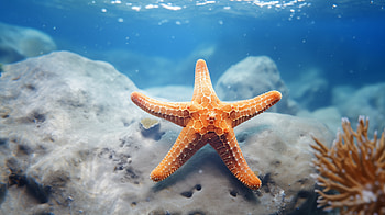 Vibrant Starfish in Ocean - Sea Life, sea life, Animal, starfish HD wallpaper