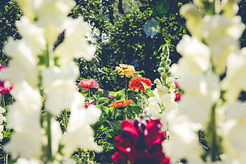 Explore the vivid colors of a summer garden in full bloom featuring diverse flowers and lush greenery. HD wallpaper